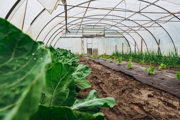 Greenhouse Demolition in Kalispell